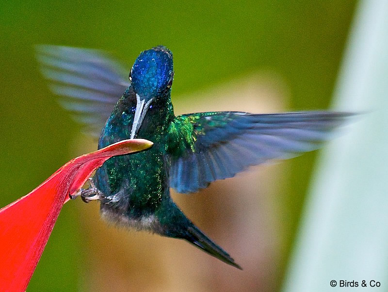 Colibri à tête bleue