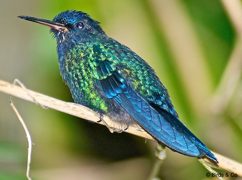 Colibri à tête bleue