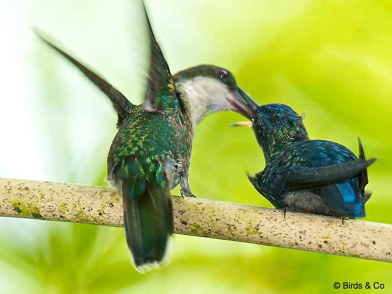 Colibri à tête bleue