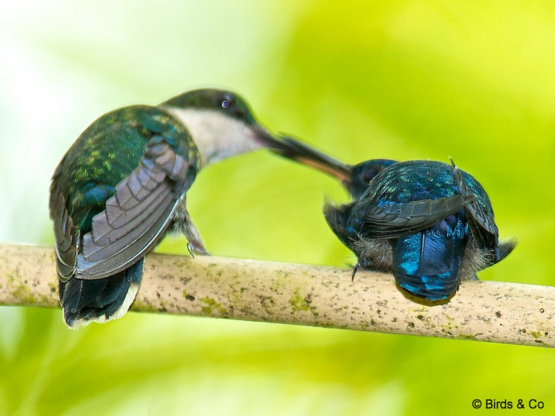 Colibri à tête bleue