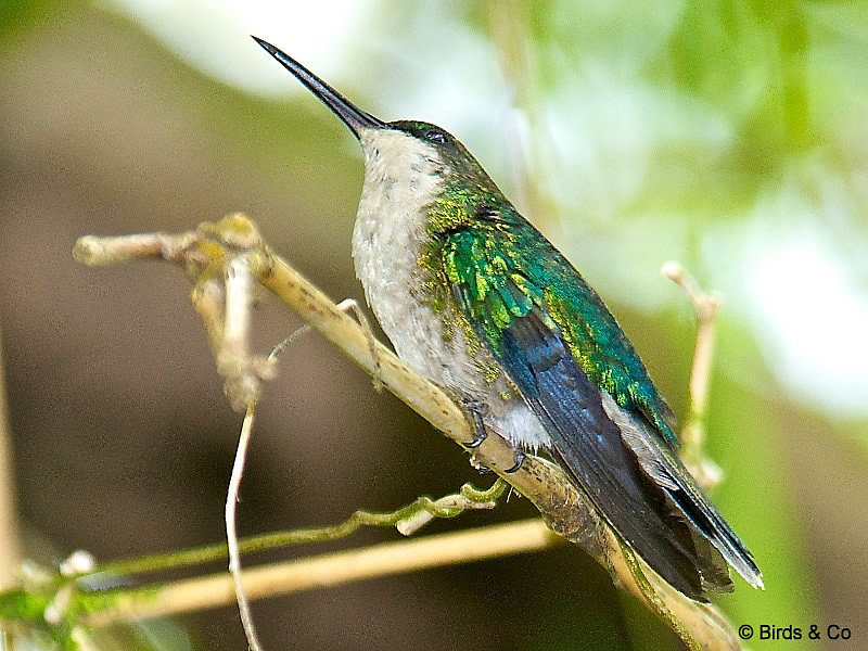 Colibri à tête bleue