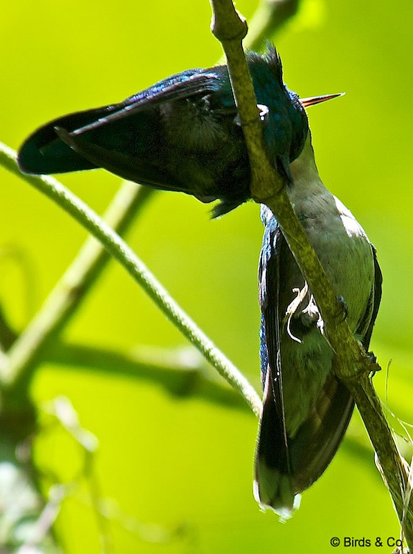 Colibri à tête bleue