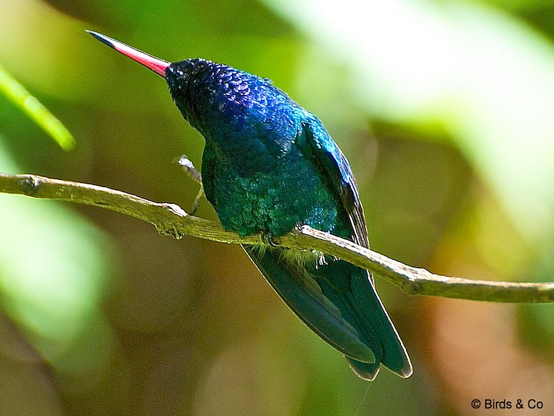 Colibri à tête bleue