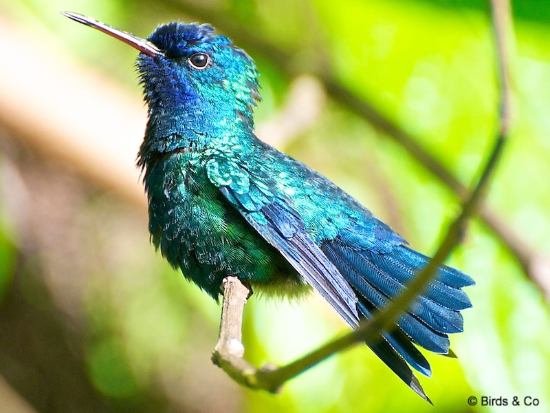 Colibri à tête bleue