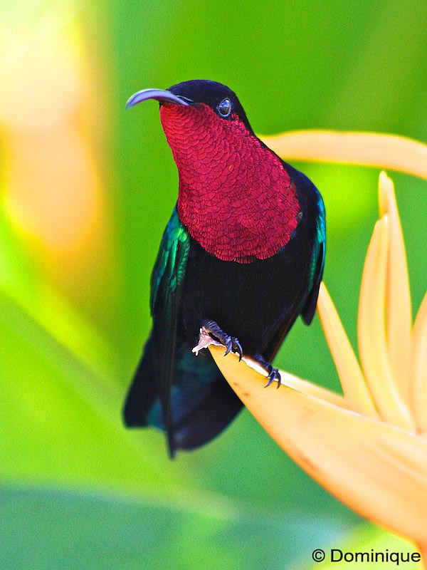 Colibri fal rouge