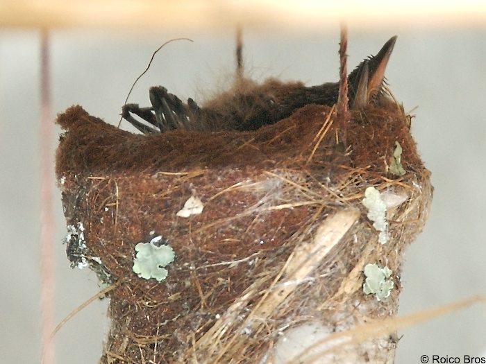 Bébés de Colibri huppé