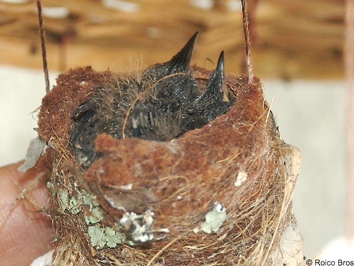 Nide de Colibri huppé