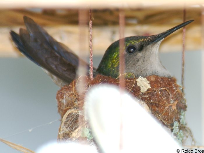 Nide de Colibri huppé