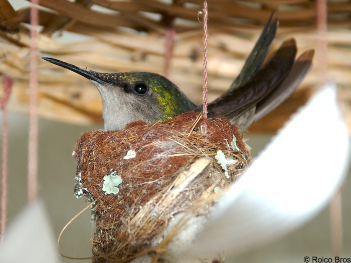 Nide de Colibri huppé