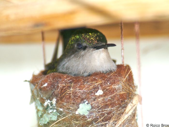 Nide de Colibri huppé