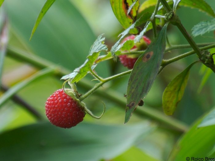 Framboise