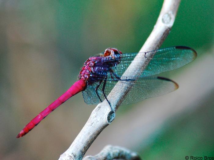 Libellule rouge