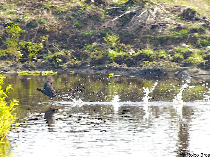 Poule d'eau