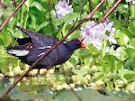 Poule d'eau et routoutou