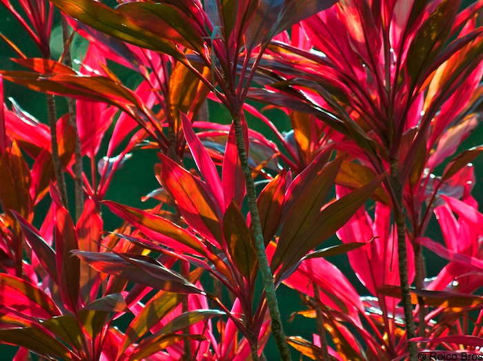 Cordyline