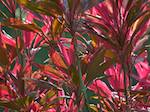 Cordyline