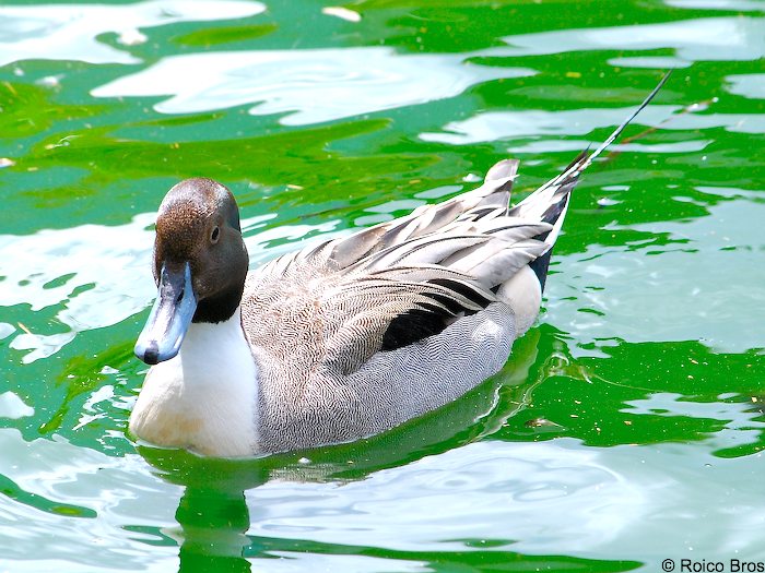 Canard Pilet