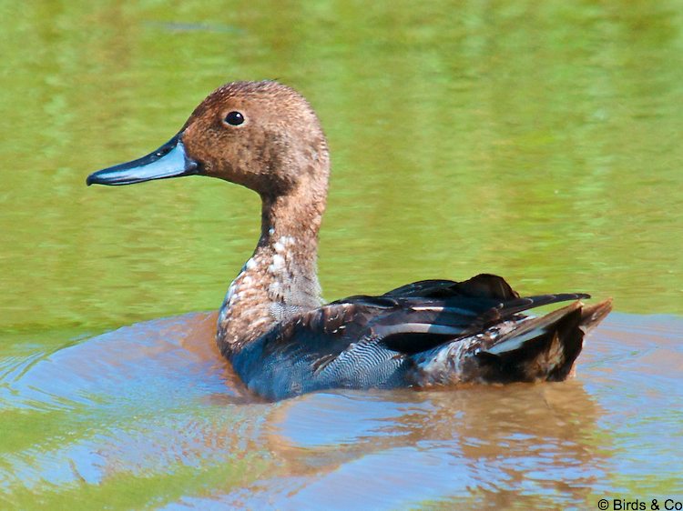 Canard Pilet