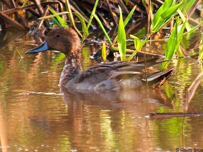 Canard Pilet