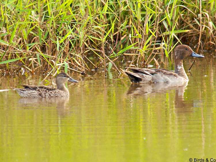 Canard Pilet