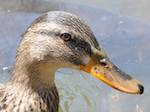 Canard colvert