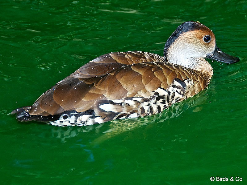 Dendrocygne des Antilles