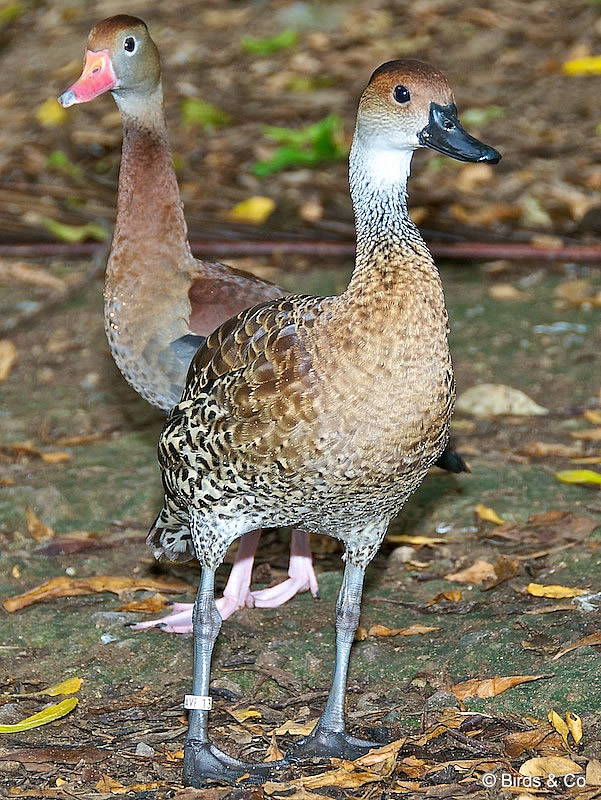 Dendrocygne des Antilles