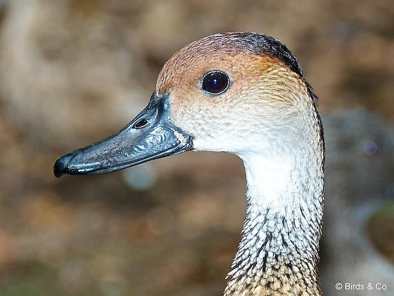 Dendrocygne des Antilles