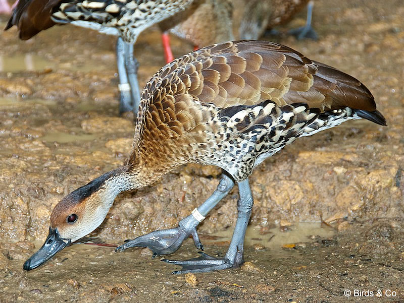 Dendrocygne des Antilles