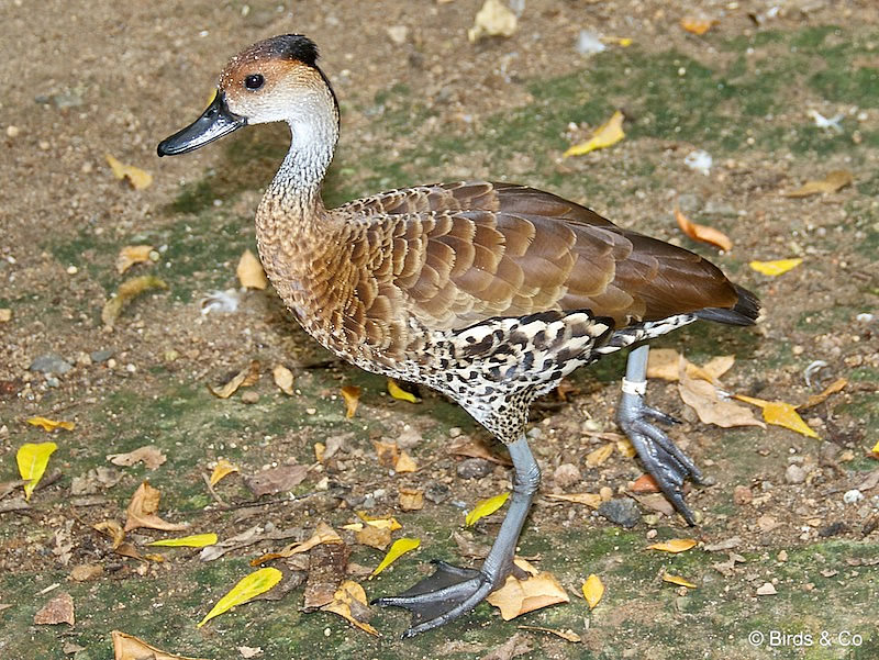 Dendrocygne des Antilles