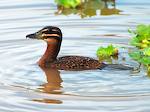 Canard routoutou