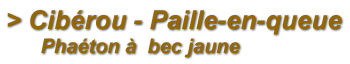 Paille-en-queue à bec jaune