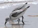 Bécasseau sanderling