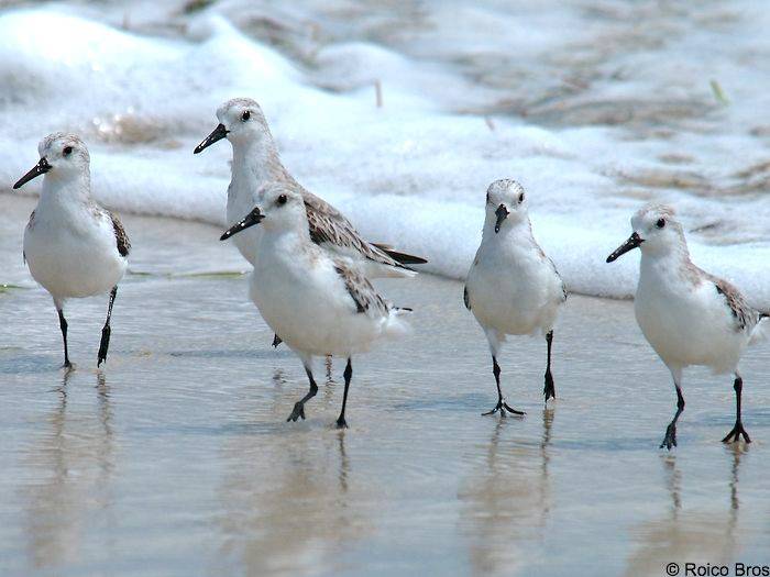 Gros maringouin blanc