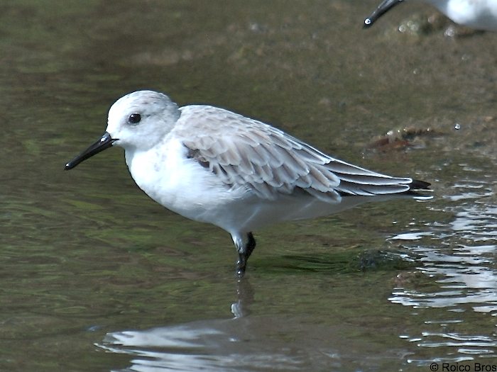 Gros maringouin blanc