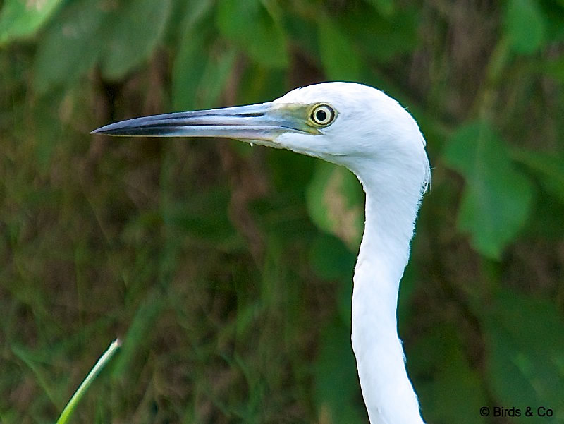 Aigrette bleue