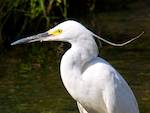 Aigrette garzette