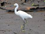 Aigrette