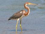 Aigrette tricolore