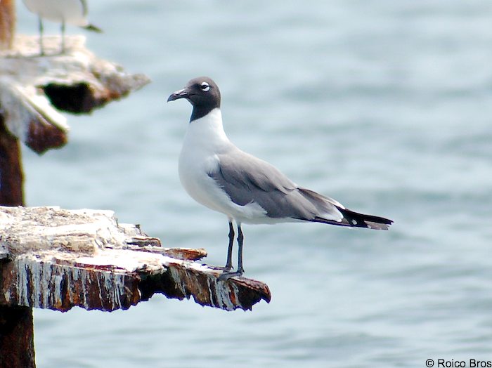 Mouette Atricille