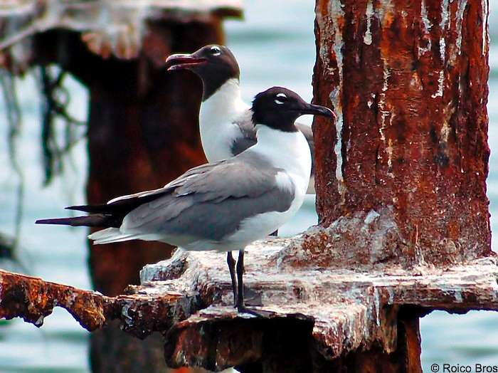 Mouette Atricille