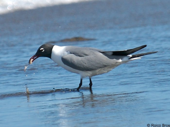 Mouette Atricille