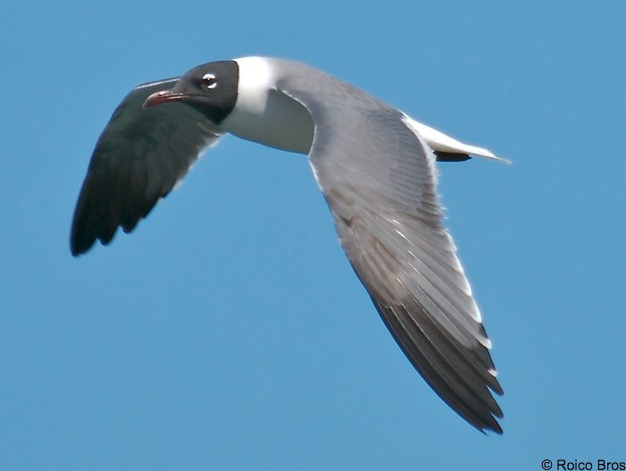 Mouette Atricille