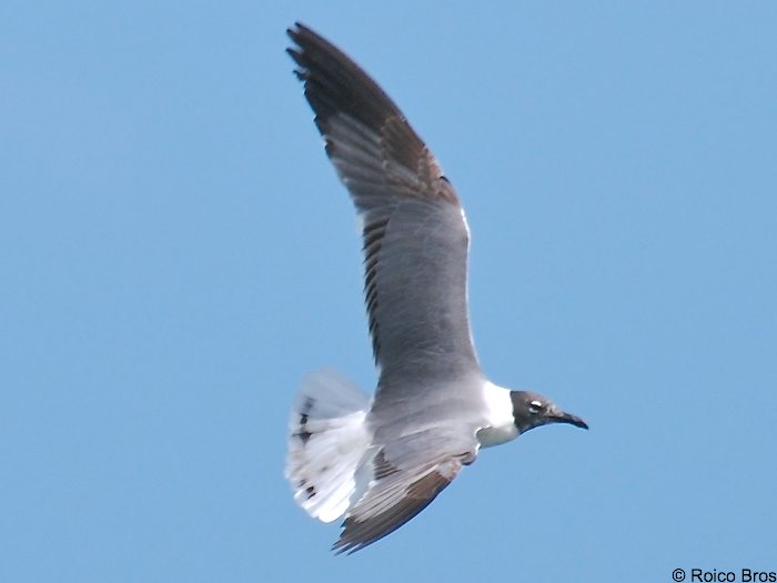 Mouette Atricille