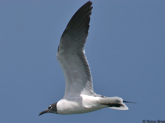 Mouette Atricille