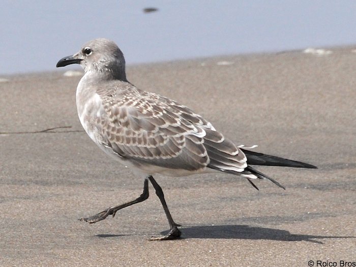 Mouette Atricille