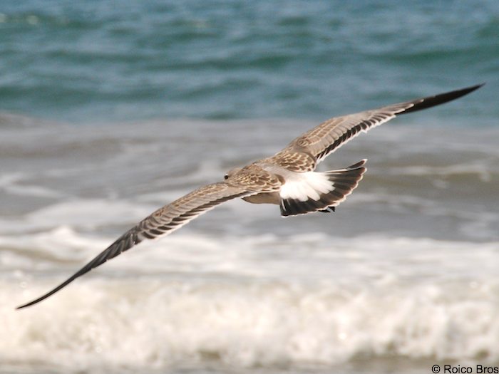 Mouette Atricille