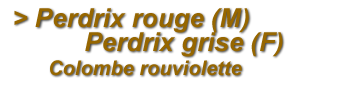 Perdrix rouge