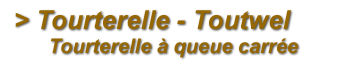 Tourterelle