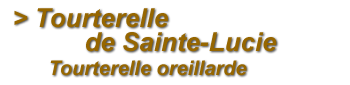 Tourterelle de Sainte-Lucie